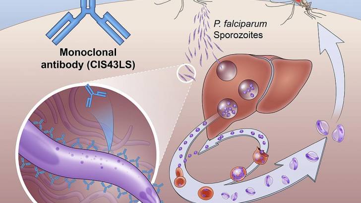 Malaria vaccination prevents infections