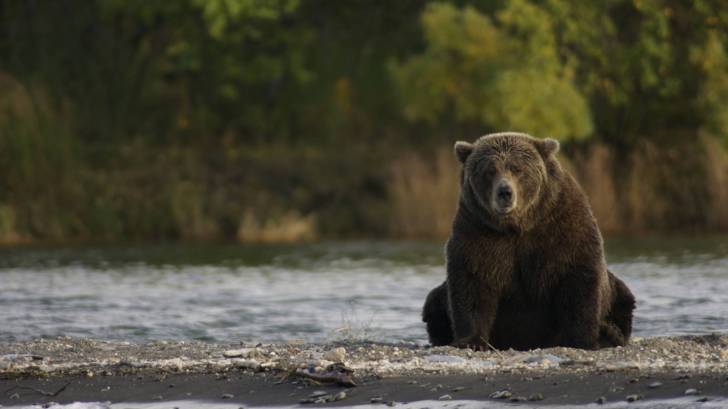 Big brown bear in a stream, chubby cheeks