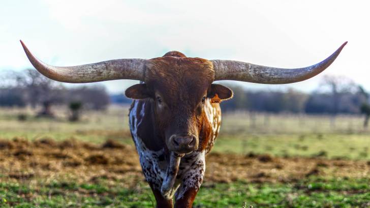 texas longhorn bull