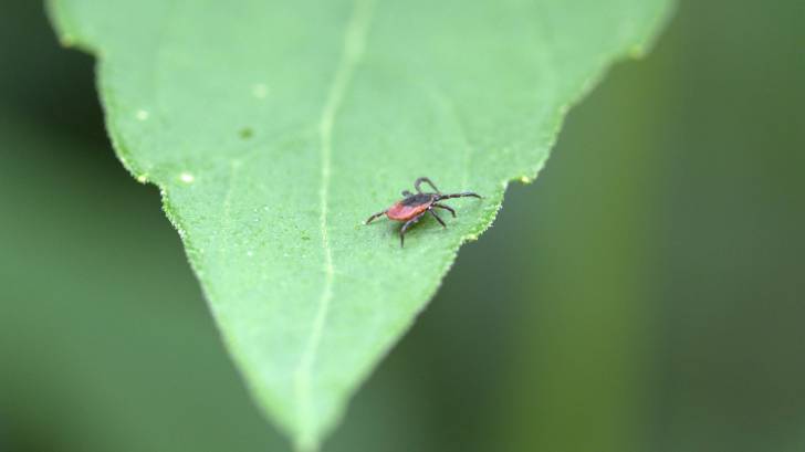 deer tick