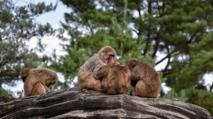 macaques sitting together on a tree limb