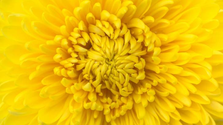 yellow Chrysanthemum