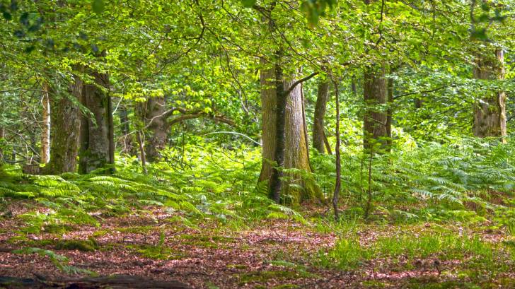 woods in new england