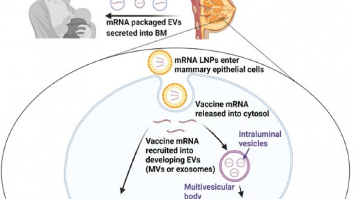 mRNA vaccines