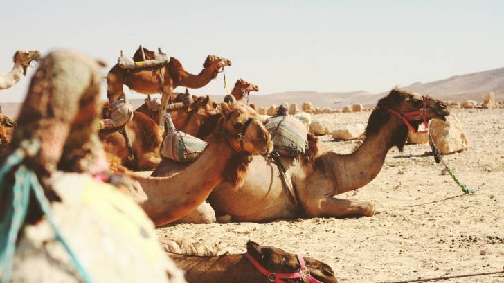 camels in the dessert