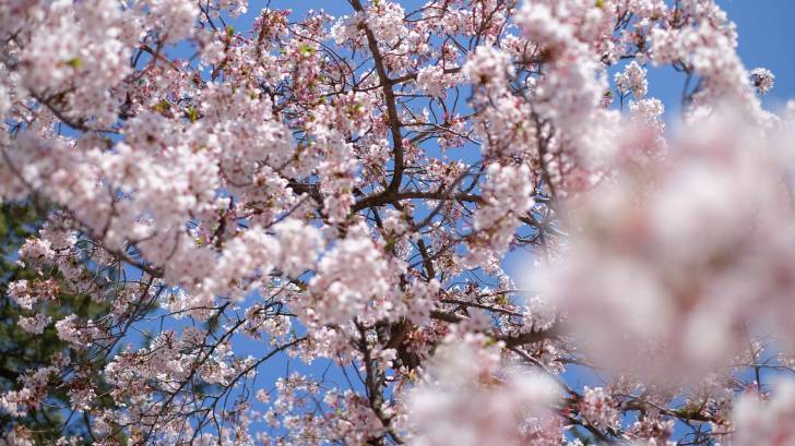 cherry blossoms, gift from japan to countries