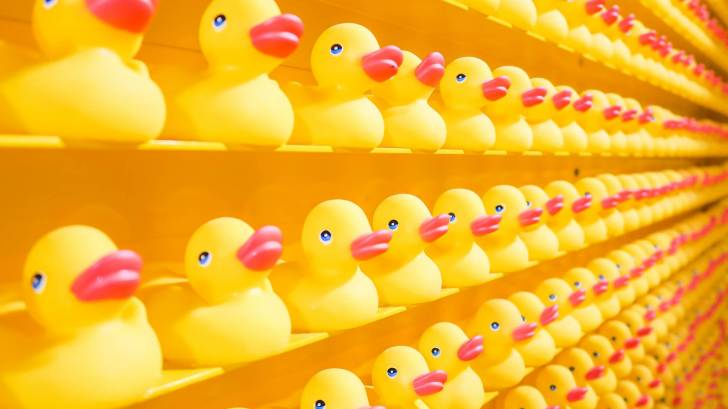 rows of plastic ducks, fake