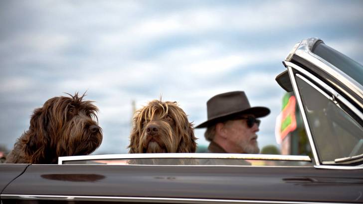 man driving a convertable with 2 dogs enjoying the day