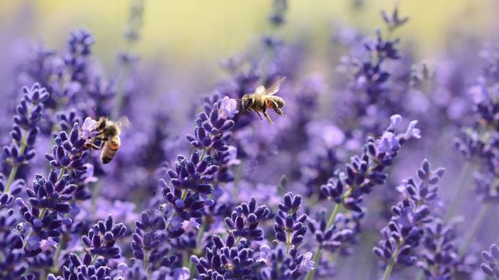 lavendar flowers with bees on them