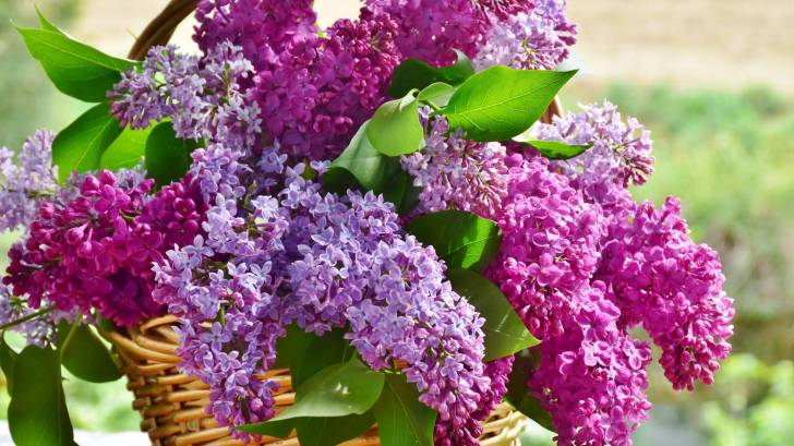 lilacs in a basket