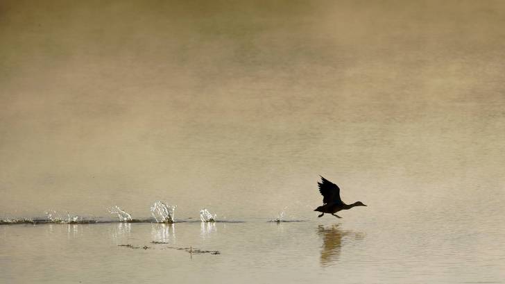 bird walking on water on a fall day