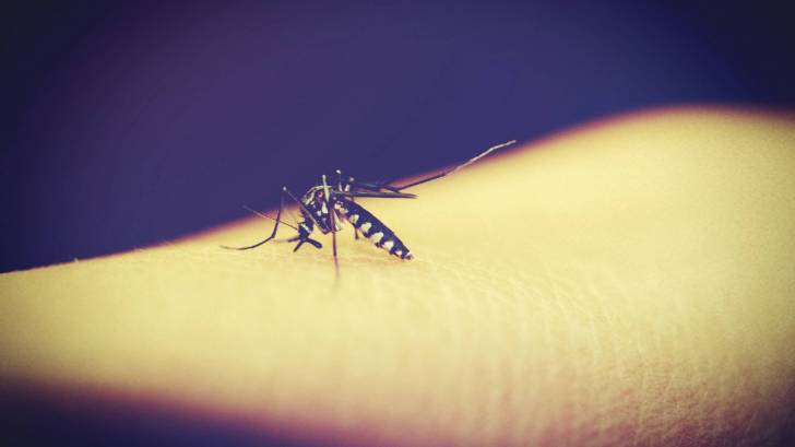 mosquito biting an arm