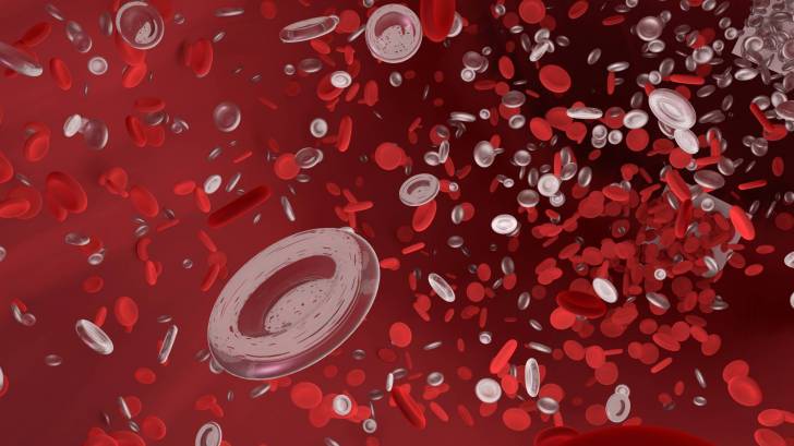 red blood cells