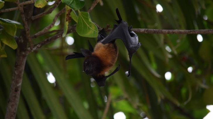 bat hanging from a tree limb