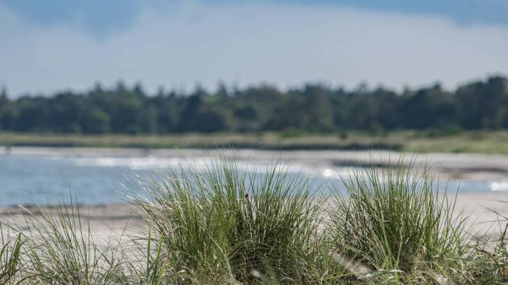 sand beach with dunes