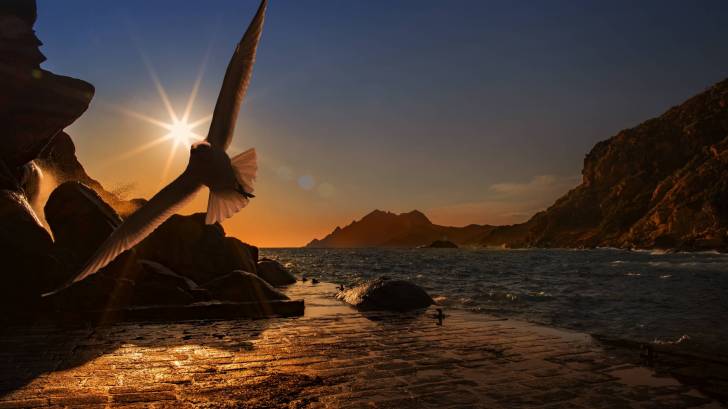 Bird flying in the sun setting sky