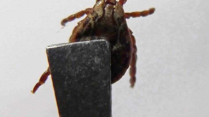 tick being held by tweezers