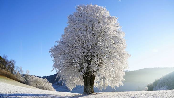 cold winter day with tree covered in snow