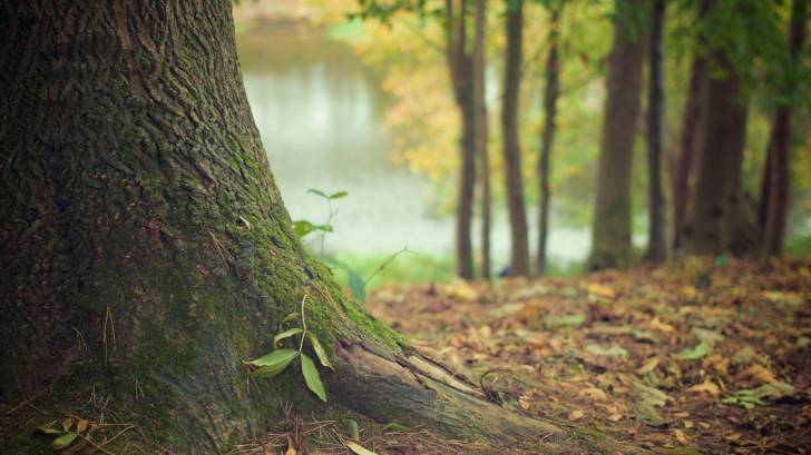 woods, forest floor, trees in background