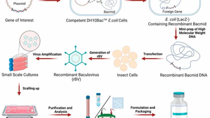 Baculovirus Platform