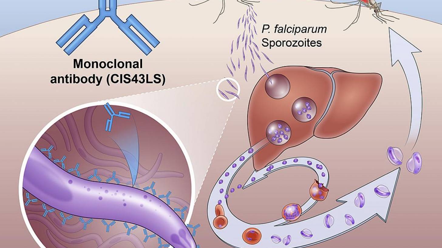 Malaria vaccination prevents infections