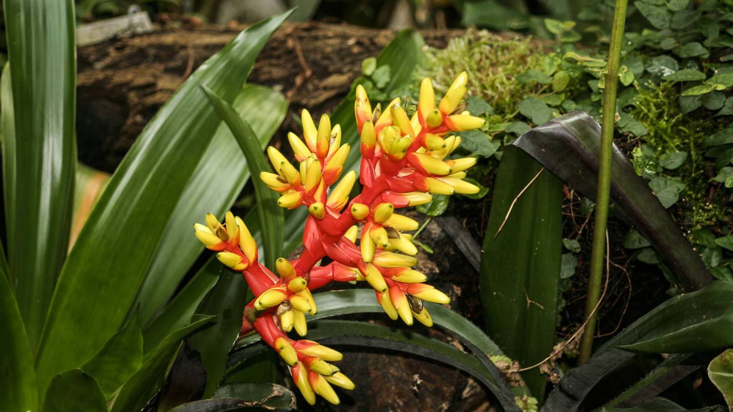 bromeliad plant