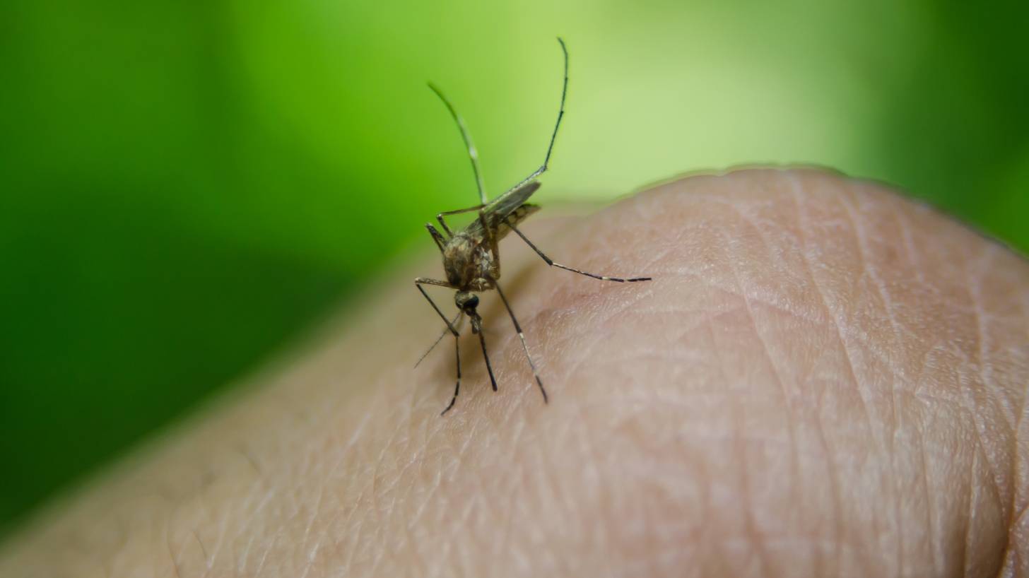 mosquito biting a hand