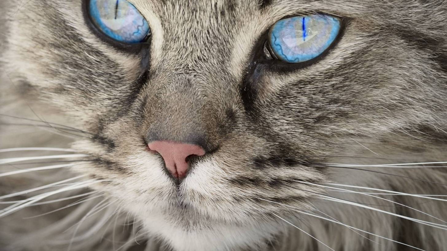 cat with bright blue eyes