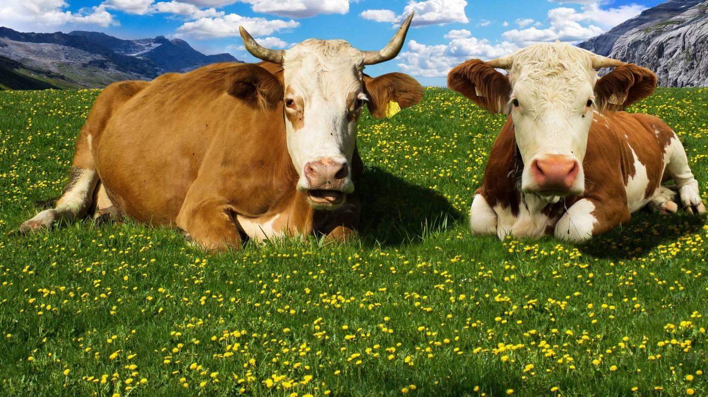 cows laying in a field looking at the camera