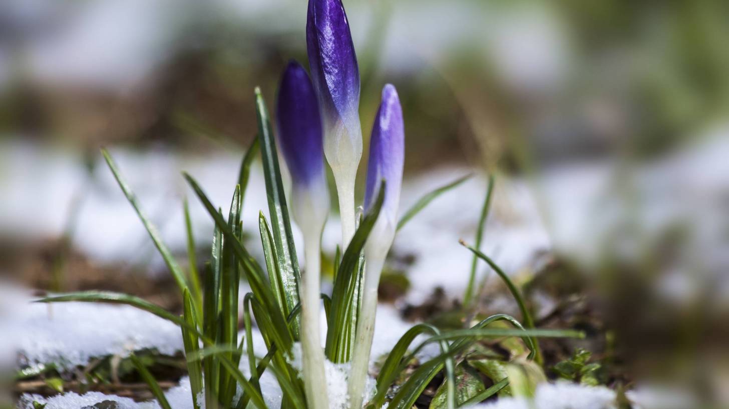 crocus popping up in the srping