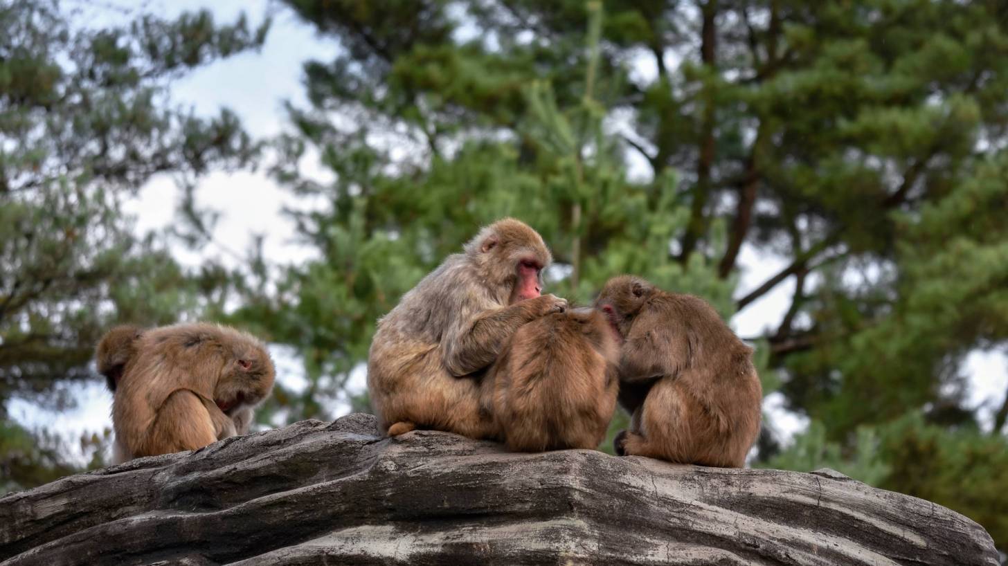 macaques sitting together on a tree limb