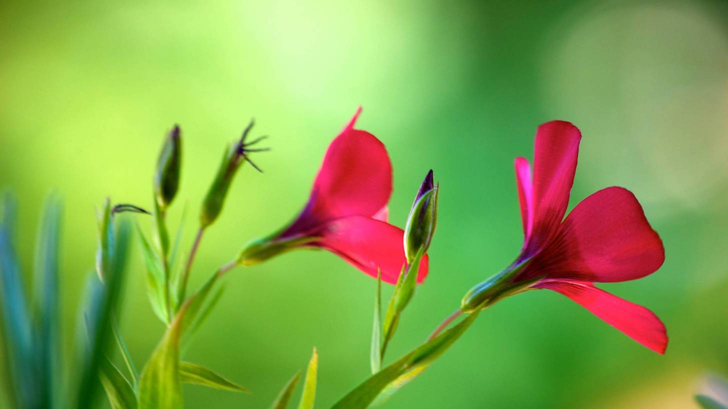 pink spring flowers with a green background