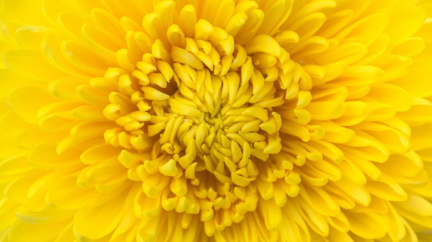 yellow Chrysanthemum