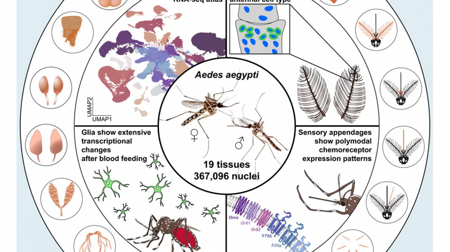 yellow Fever vaccine