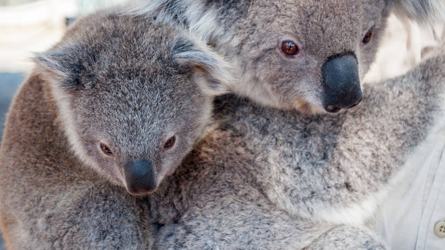 kid and mom Koala Bear