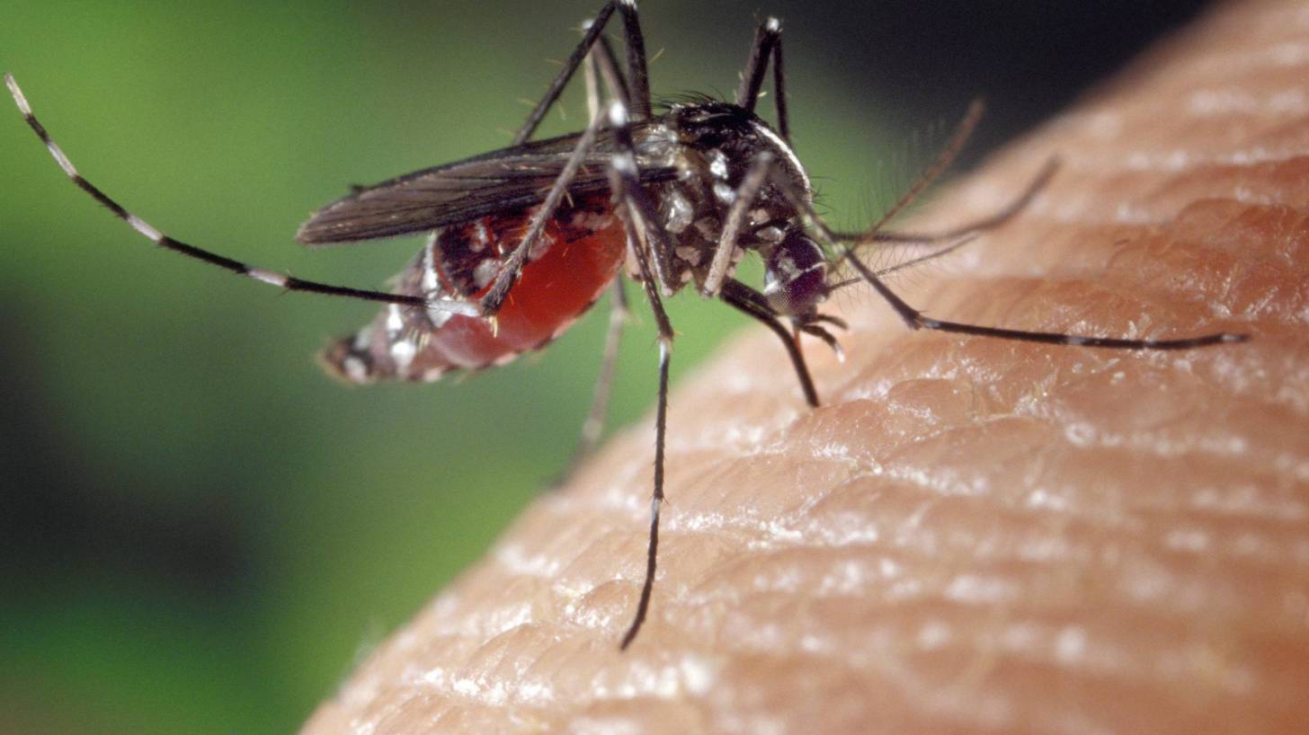 mosquito, biting a human arm