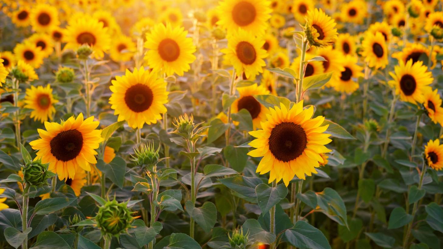 field of sunflowers