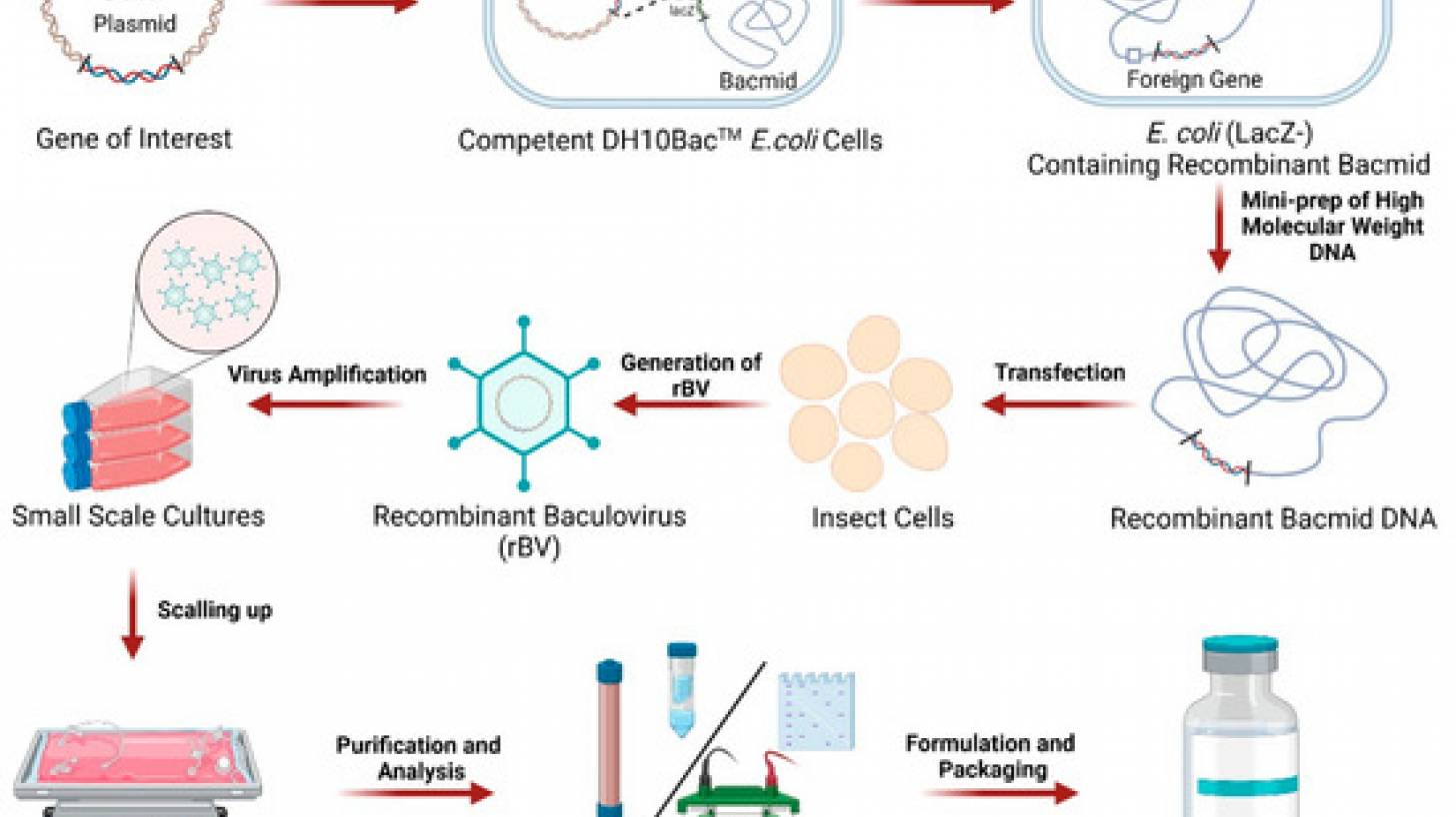 Baculovirus Platform