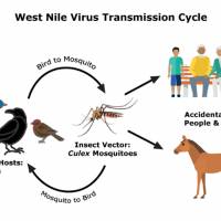 West Nile Virus