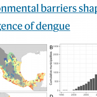 dengue