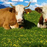 cows laying in a field looking at the camera