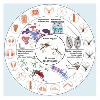 yellow Fever vaccine