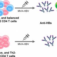 Hepatitis B therapeutic vaccination