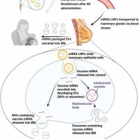 mRNA vaccines