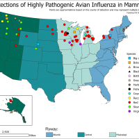 Mammals infected with bird flu in U.S.