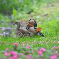 Mandarin ducks