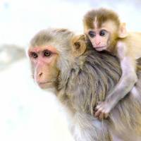 rhesus monkeys 