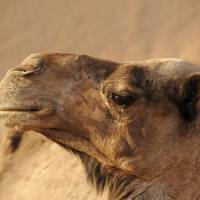 Camel face