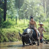 water buffalo riding in the river in Laos