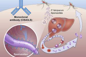 Malaria vaccination prevents infections